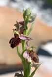 Ophrys mammosa подвид caucasica. Верхушка соцветия с распустившимися цветками и бутонами. Краснодарский край, Анапский р-н, окр. с. Варваровка, приморский каменистый склон ЮЗ экспозиции. 24 апреля 2018 г.