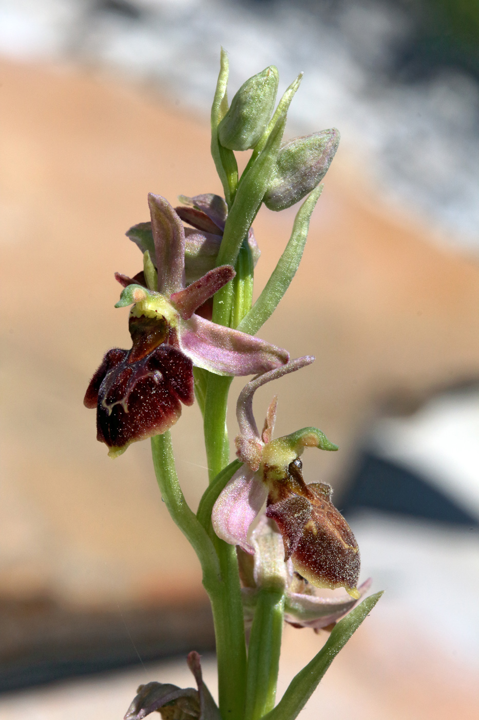 Изображение особи Ophrys mammosa ssp. caucasica.