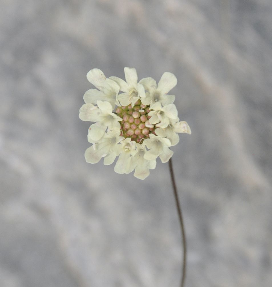 Image of Scabiosa bipinnata specimen.