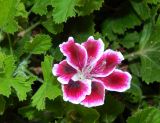 Pelargonium × domesticum. Цветок и части листьев. Черногория, муниципалитет Будва, пос. Бечичи (Bečići), в культуре. Июль 2018 г.