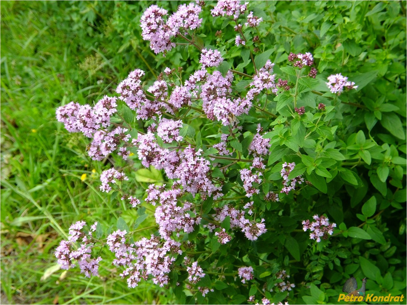 Изображение особи Origanum vulgare.