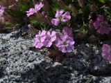 Lychnis ajanensis