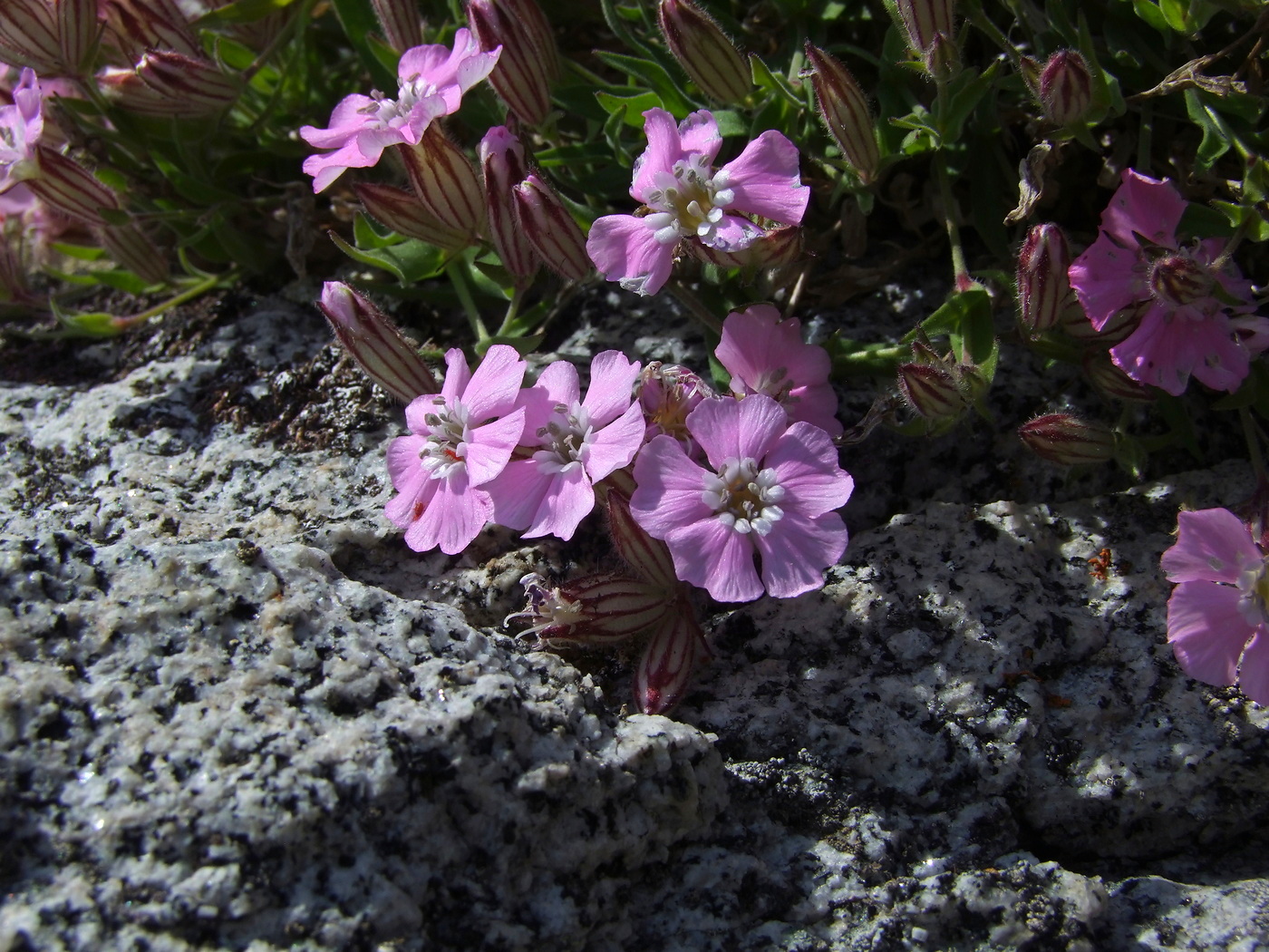 Image of Lychnis ajanensis specimen.