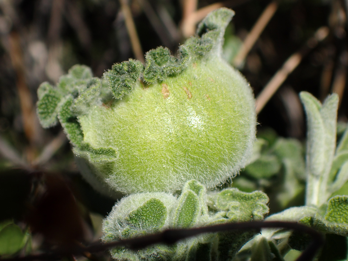 Изображение особи Salvia fruticosa.