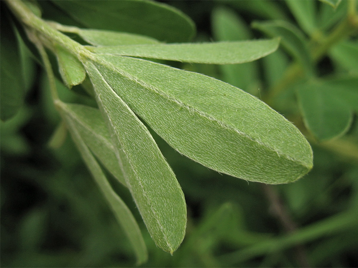 Изображение особи Chamaecytisus blockianus.