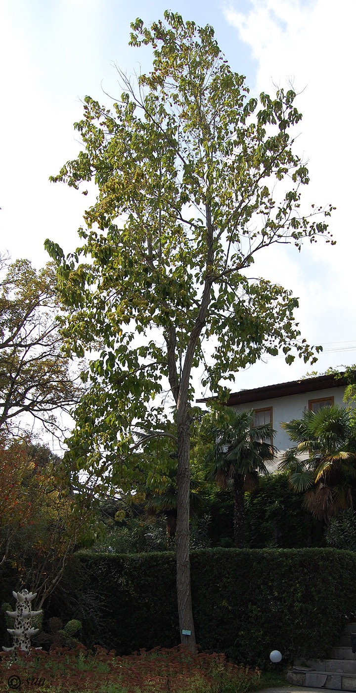 Image of Camptotheca acuminata specimen.