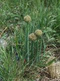 Allium altaicum