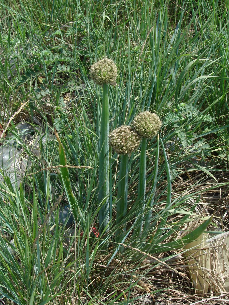 Image of Allium altaicum specimen.