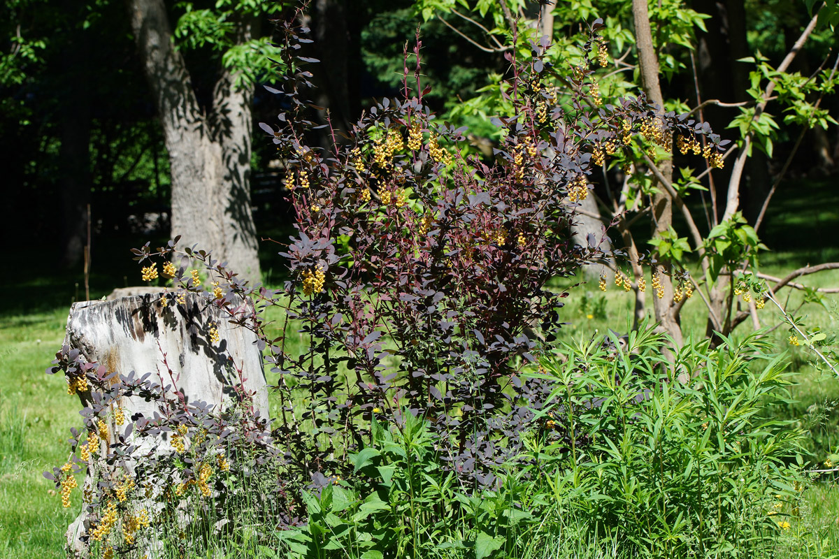 Image of Berberis vulgaris f. atropurpurea specimen.