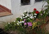 Catharanthus roseus