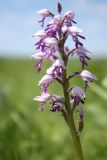 Orchis militaris