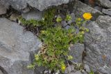 Potentilla gelida