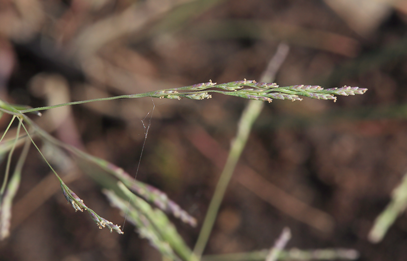 Image of Puccinellia hauptiana specimen.