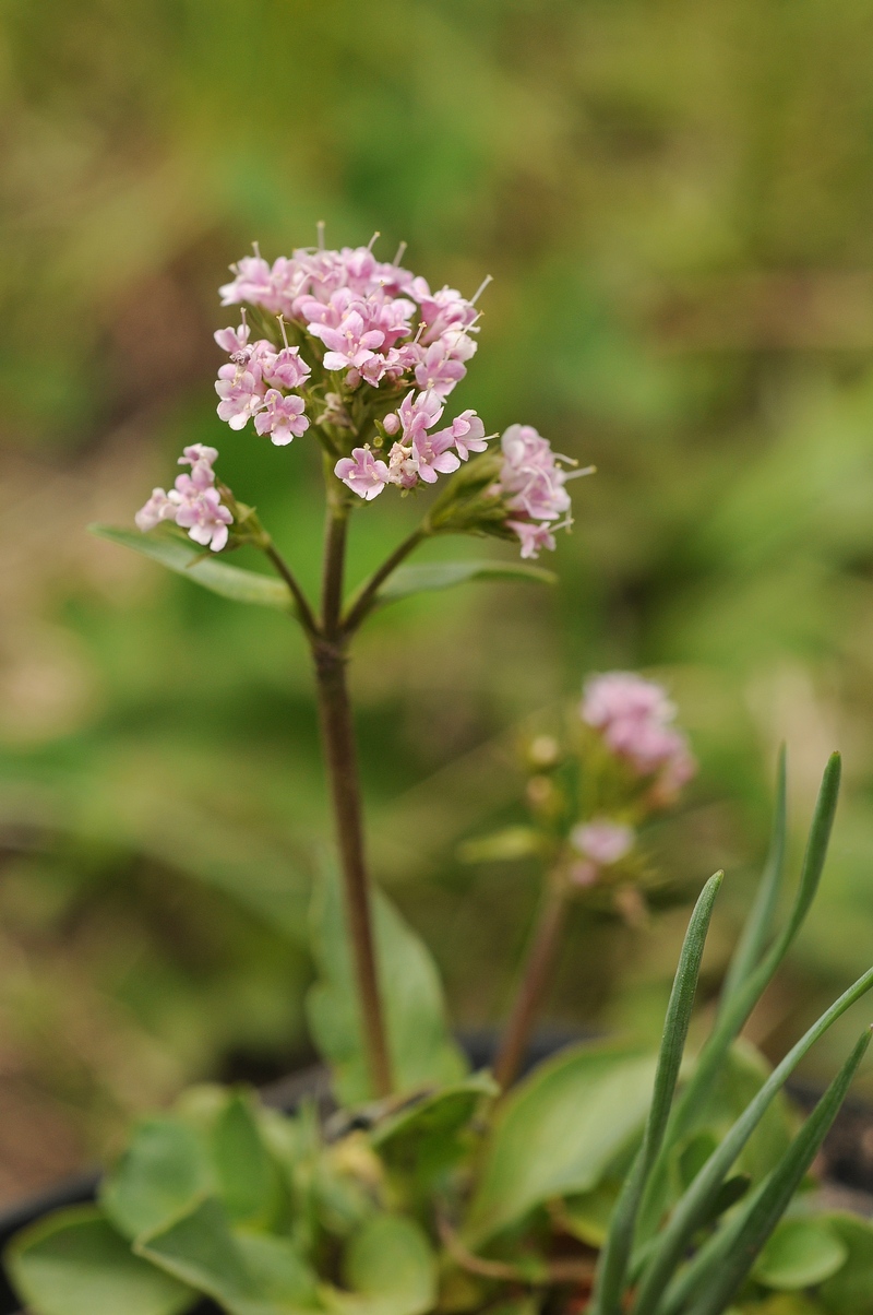 Image of Valeriana supina specimen.