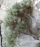 View full-size image Genista acanthoclada