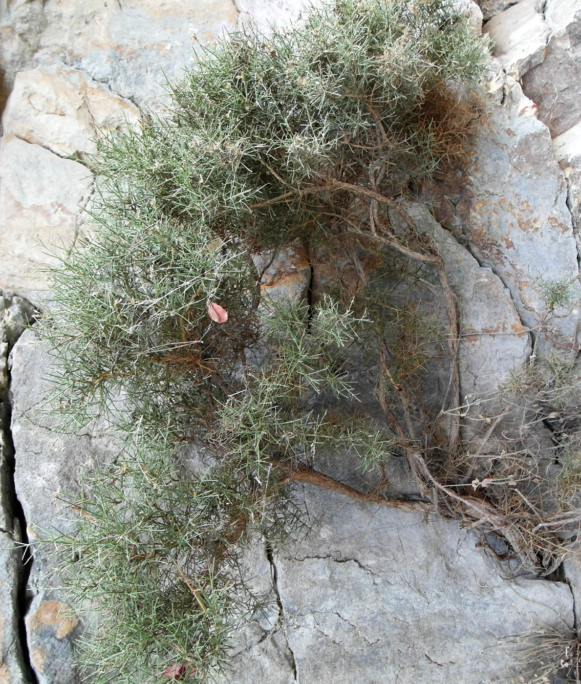 Image of Genista acanthoclada specimen.