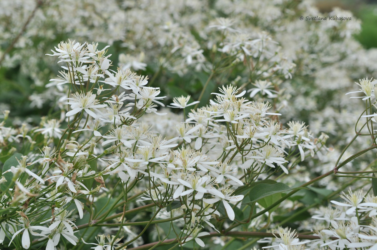 Image of Clematis recta specimen.