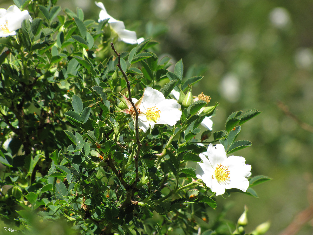 Изображение особи Rosa beggeriana.