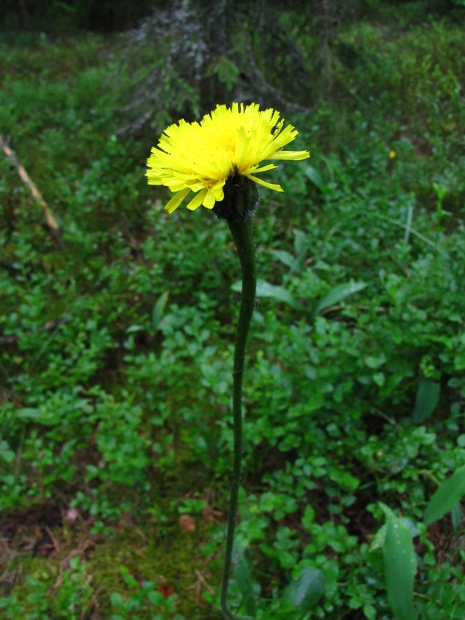 Image of Trommsdorffia maculata specimen.