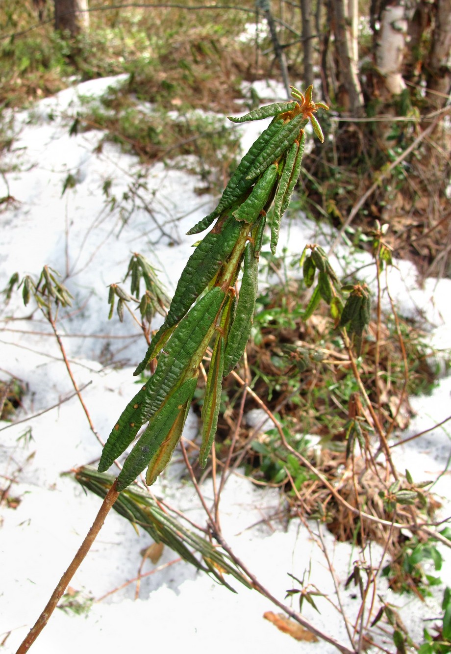 Image of Ledum palustre specimen.