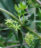 Rubia tenuifolia