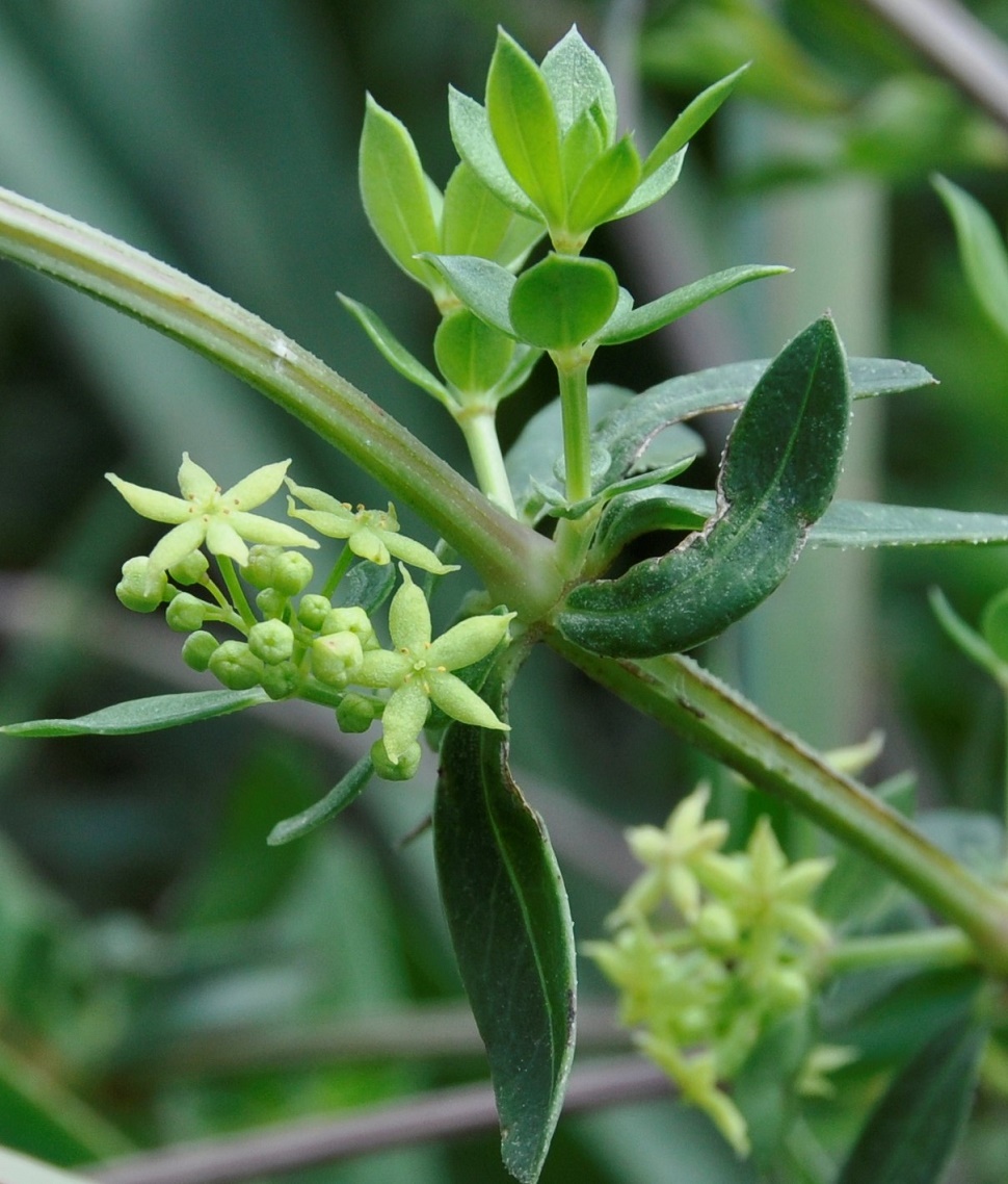 Изображение особи Rubia tenuifolia.