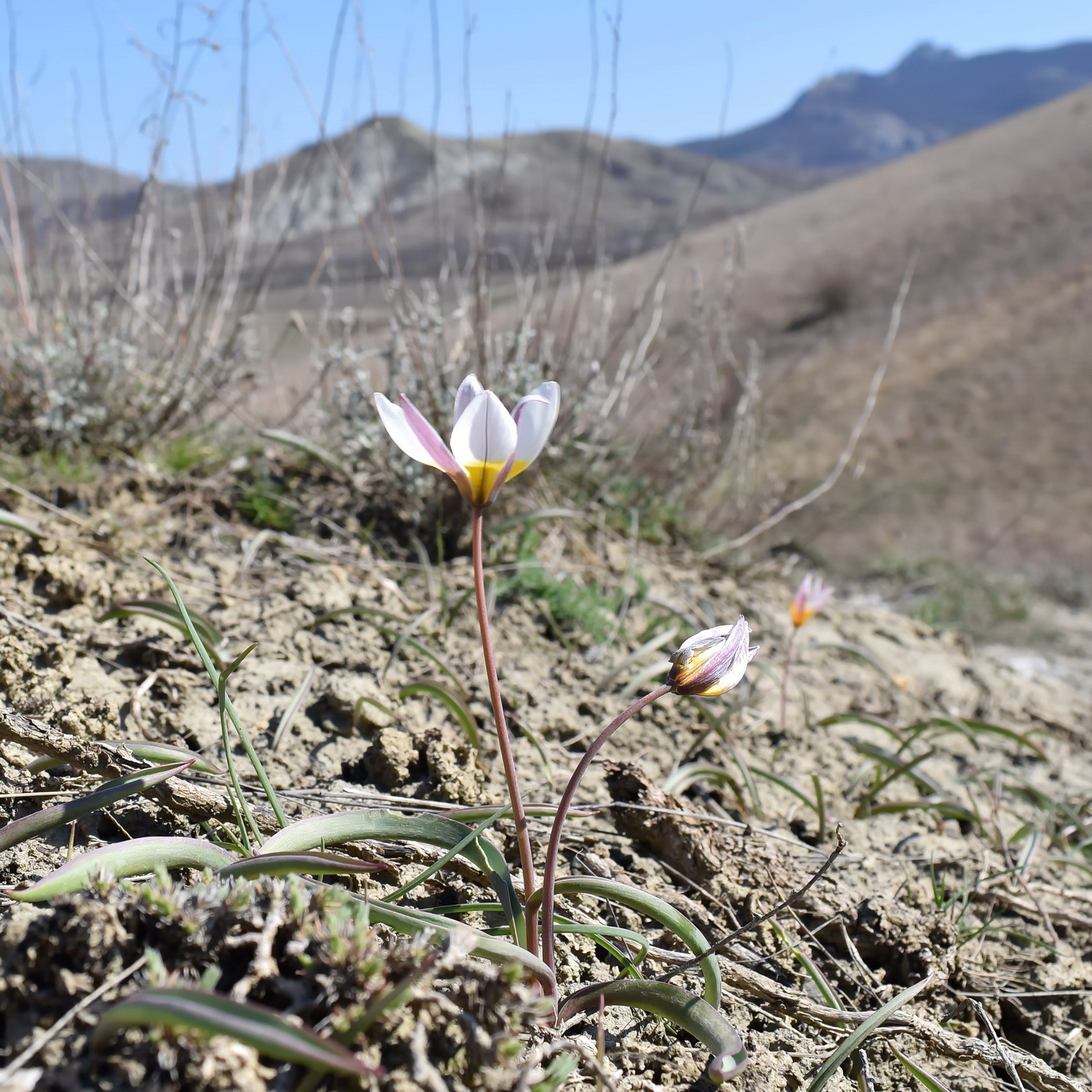 Image of Tulipa biflora specimen.