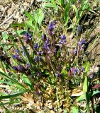 Polygala amarella