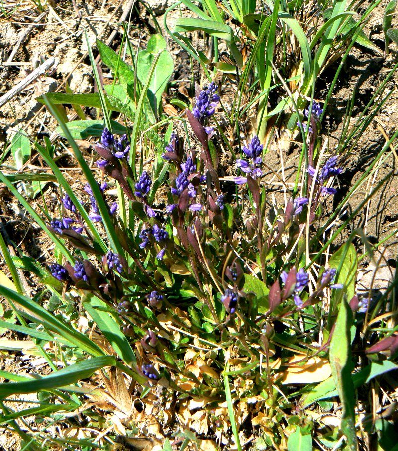 Image of Polygala amarella specimen.