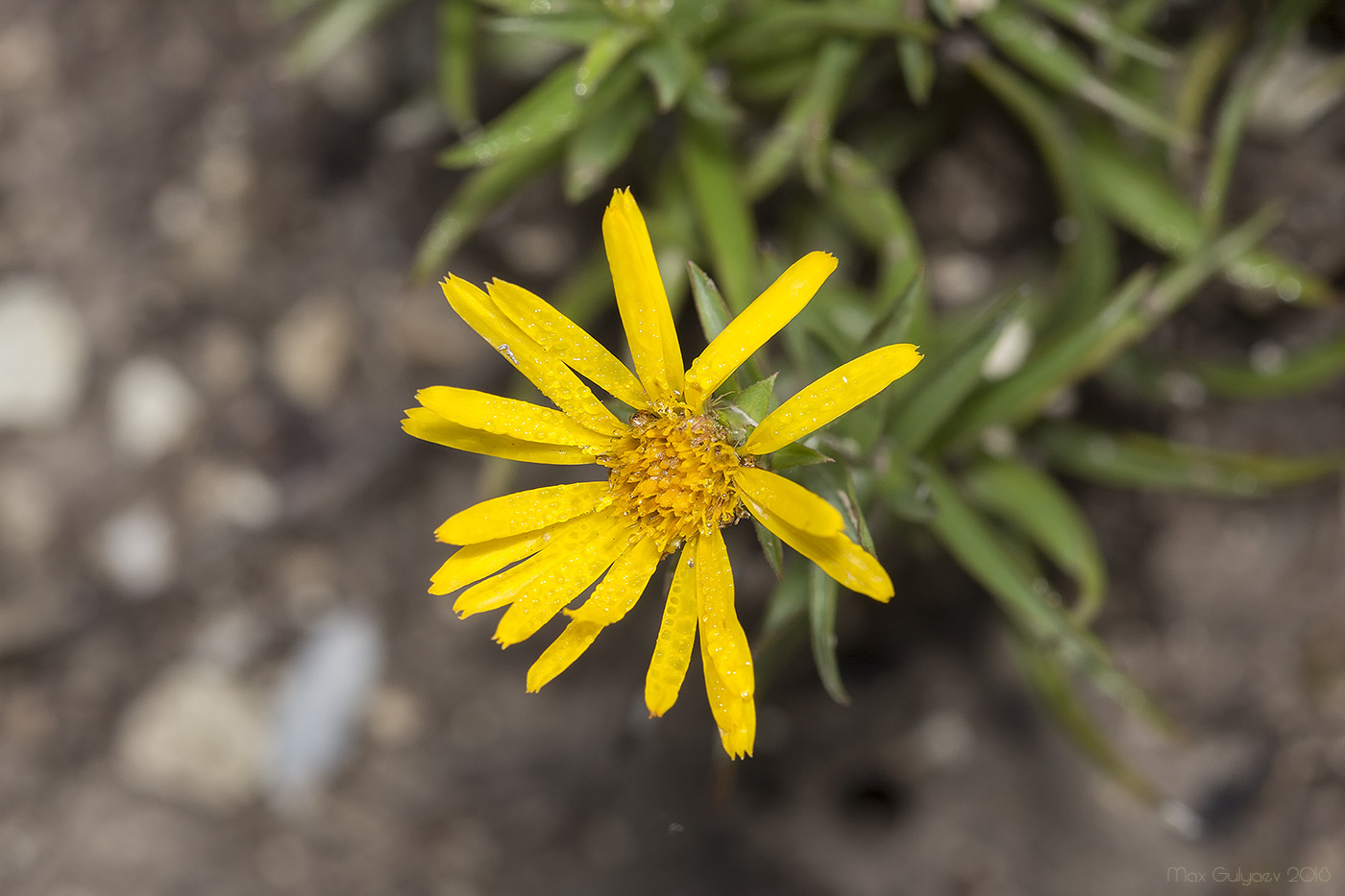 Image of Inula ensifolia specimen.