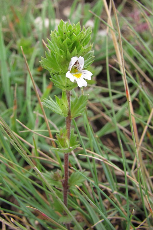 Image of Euphrasia irenae specimen.