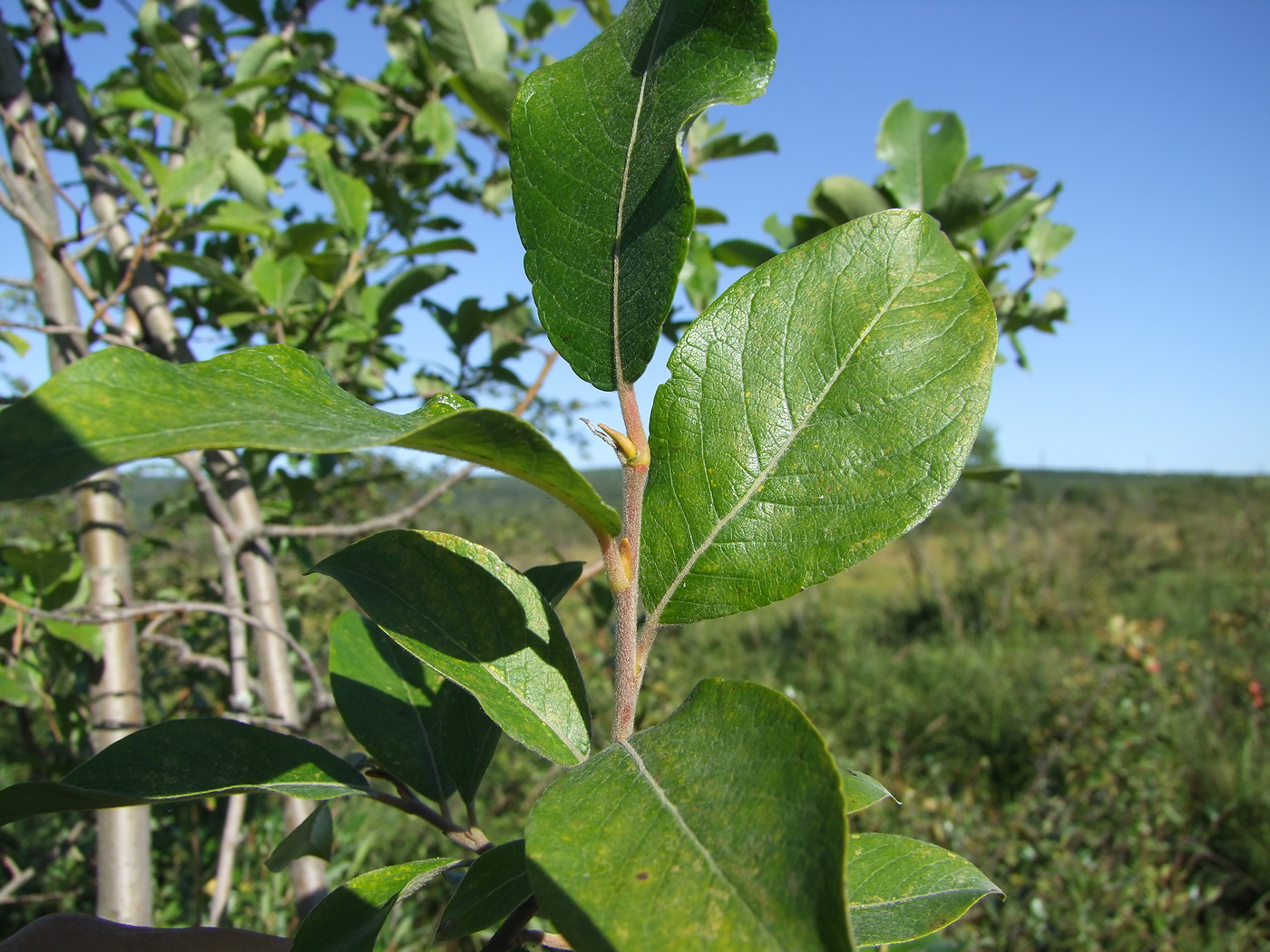 Image of Salix abscondita specimen.