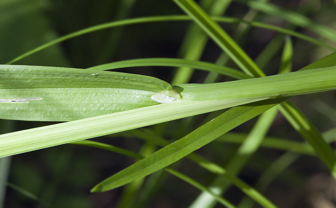 Image of Poa remota specimen.