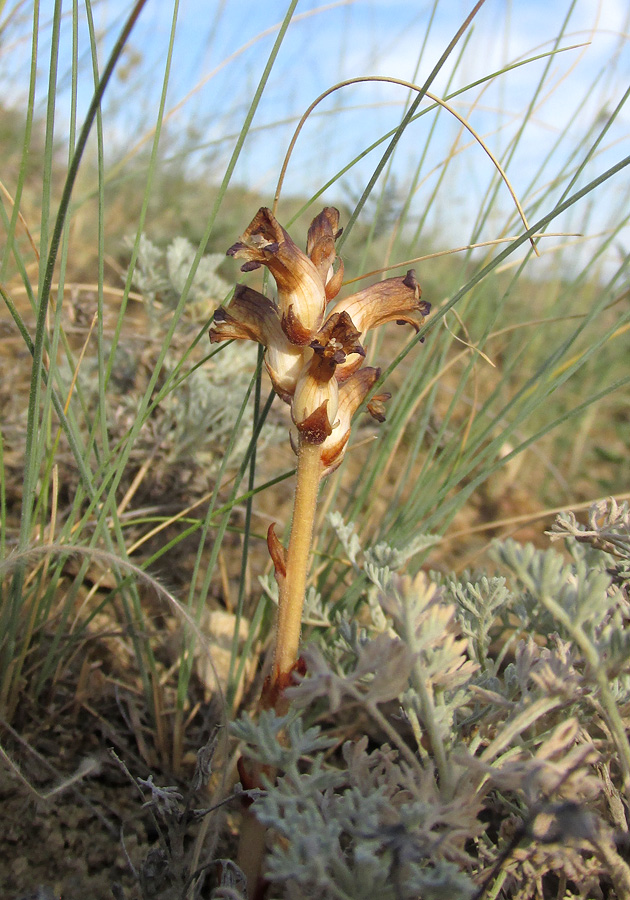 Изображение особи Orobanche cumana.