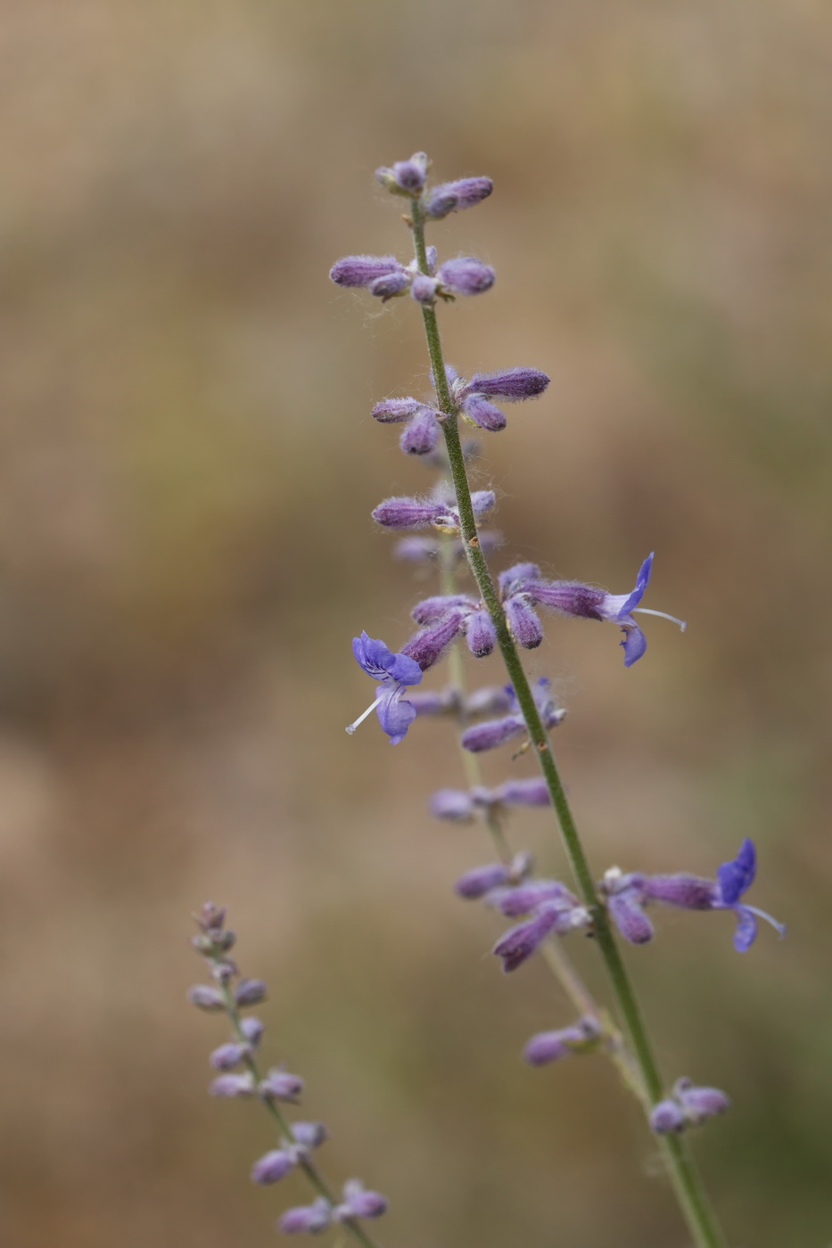 Image of Perovskia scrophulariifolia specimen.