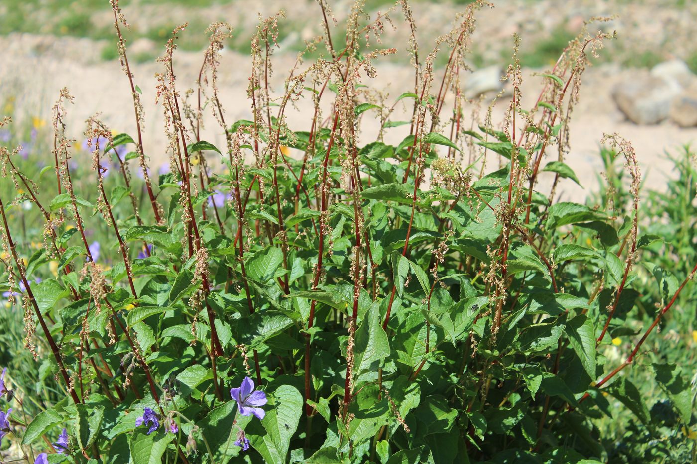 Image of Aconogonon songaricum specimen.