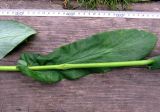 Bupleurum subspecies aureum