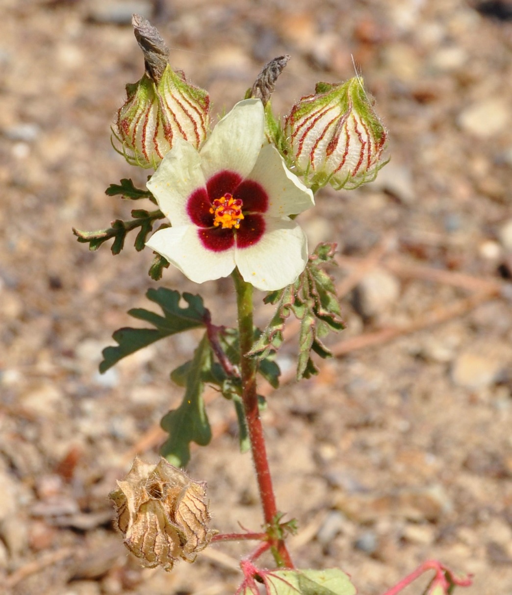 Изображение особи Hibiscus trionum.