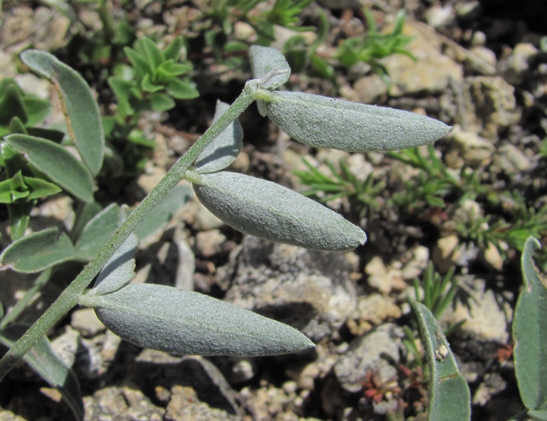Image of Hedysarum daghestanicum specimen.