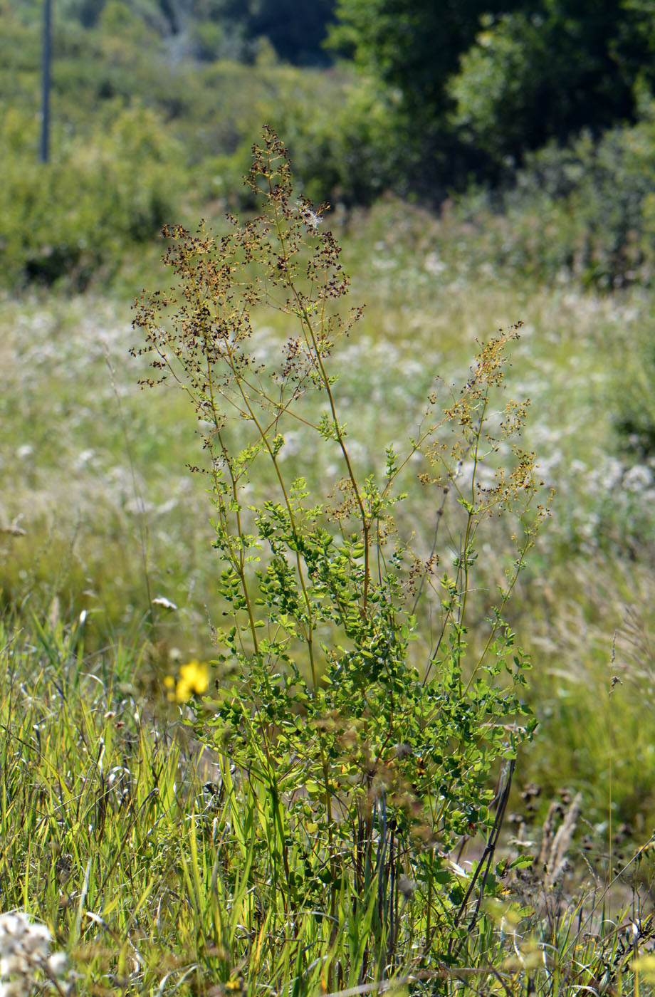 Image of Thalictrum minus specimen.