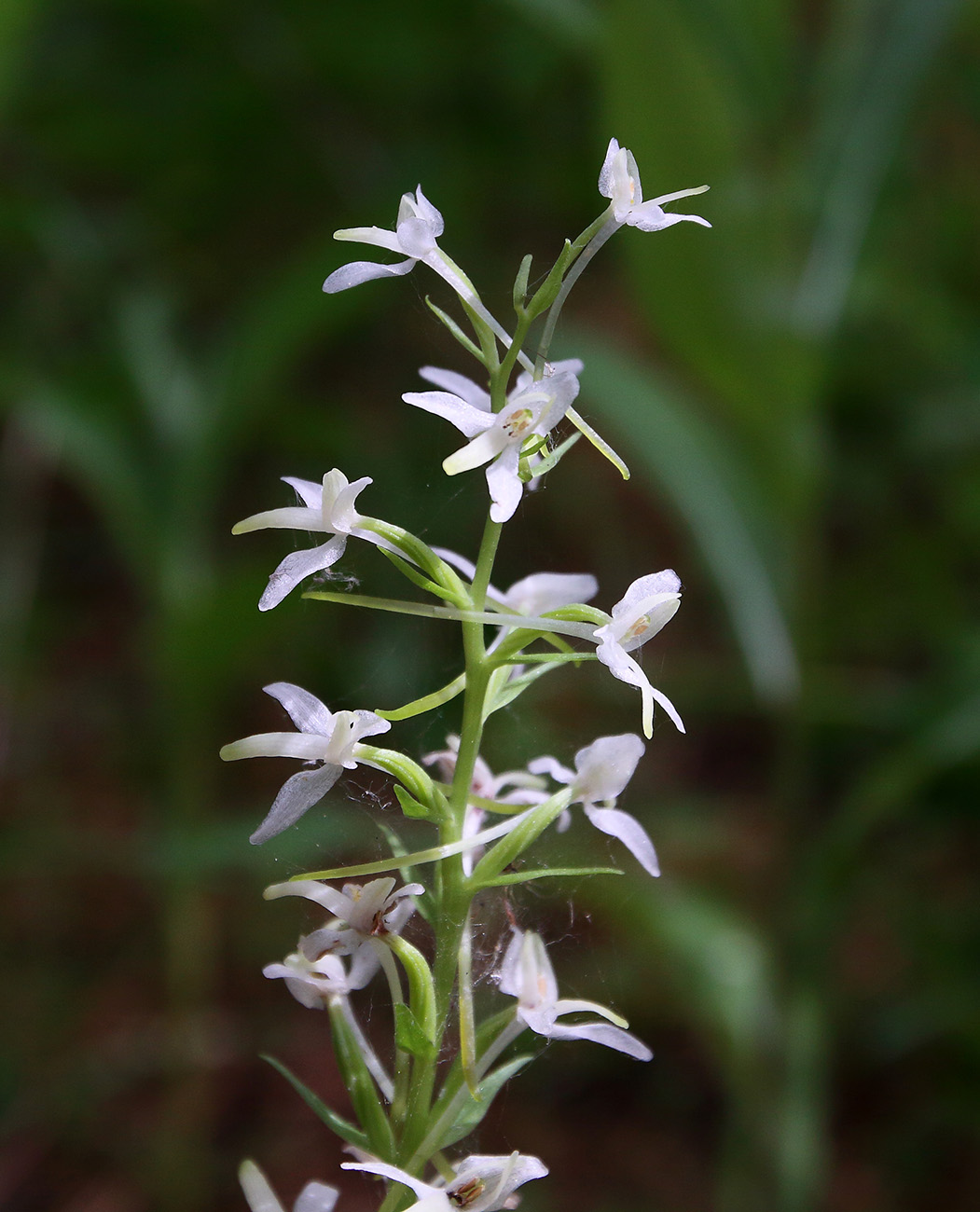 Изображение особи Platanthera bifolia.