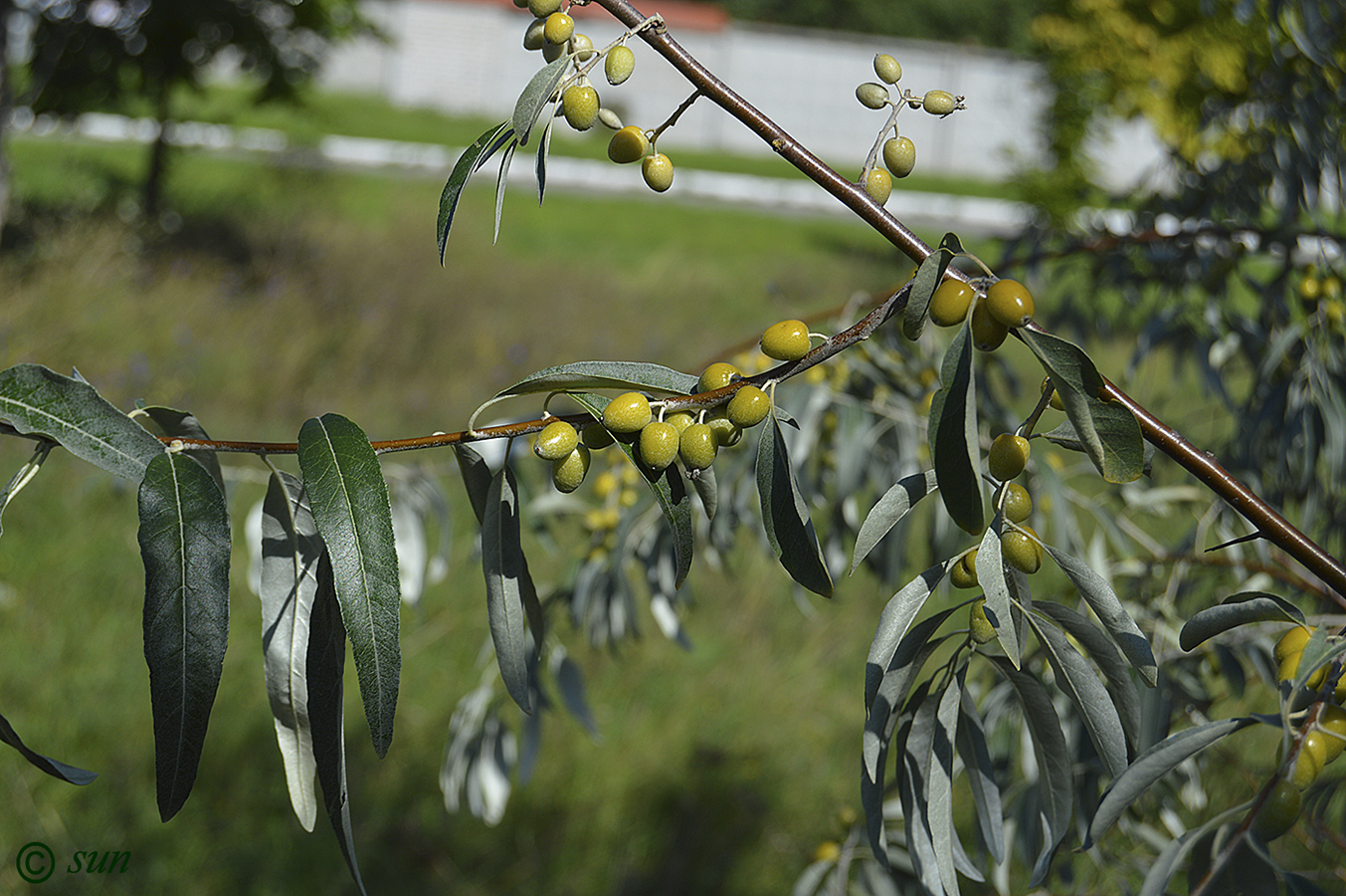 Image of Elaeagnus angustifolia specimen.