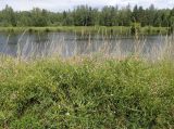 Lathyrus sylvestris
