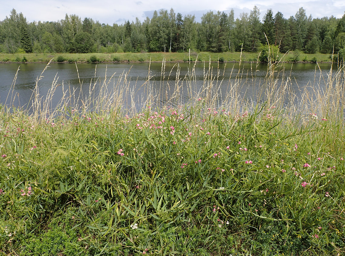 Изображение особи Lathyrus sylvestris.