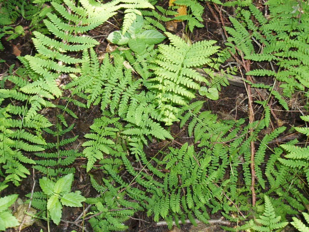 Image of Thelypteris palustris specimen.
