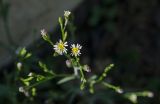 Symphyotrichum graminifolium
