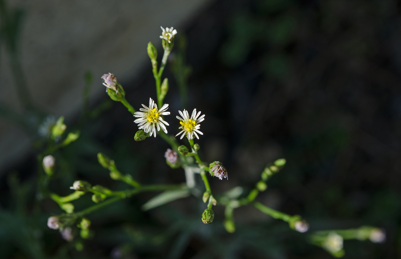 Изображение особи Symphyotrichum graminifolium.