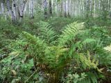 Athyrium filix-femina