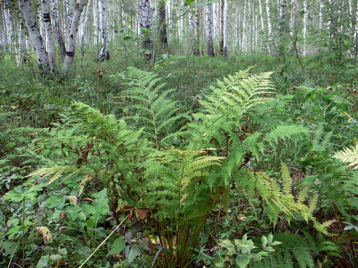 Image of Athyrium filix-femina specimen.