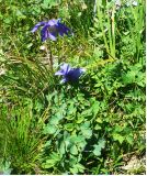 Aquilegia glandulosa